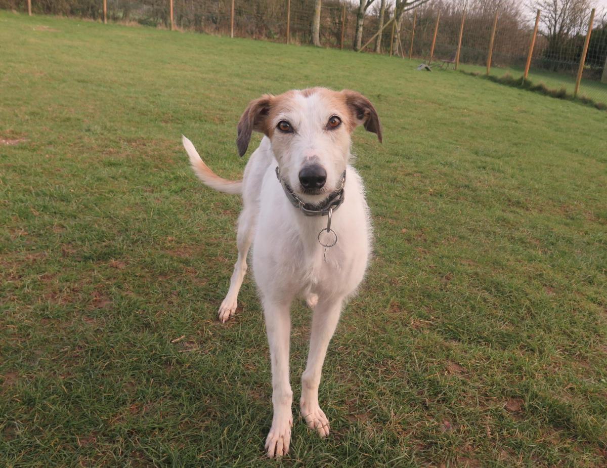 are lurcher puppies lazy