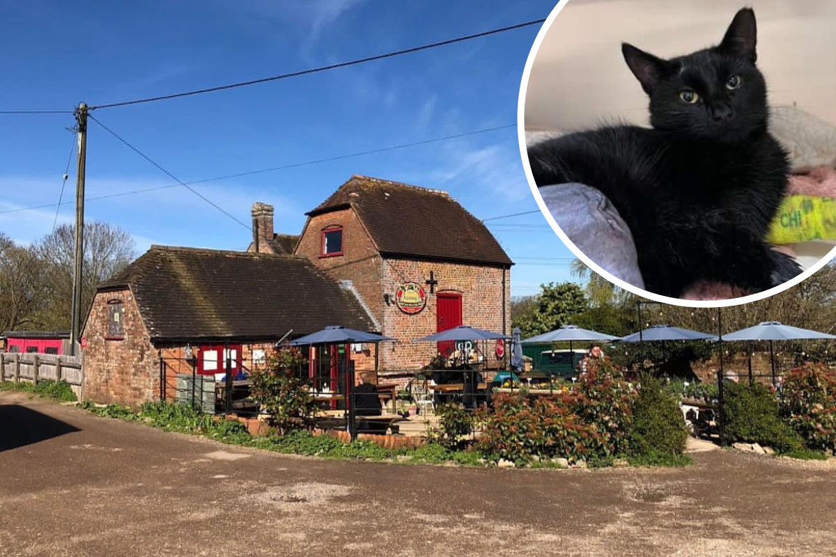 Dorset farm shop fundraises for stray cat's surgery