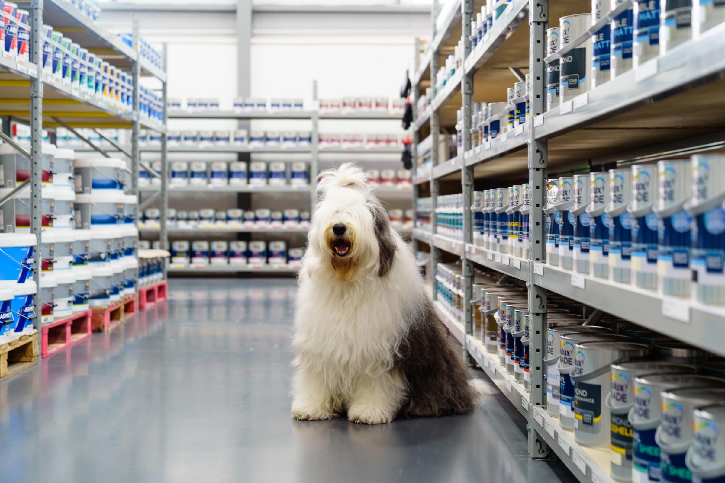 dulux dog teddy